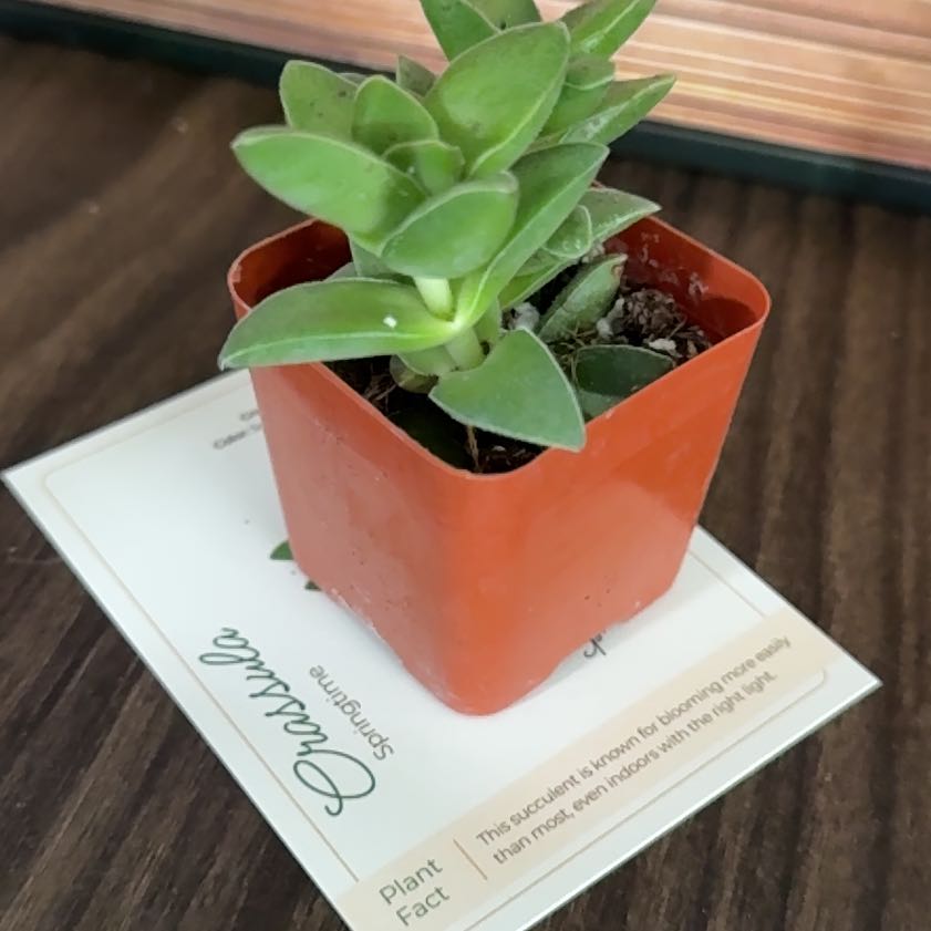 Photo of the plant species Crassula 'Springtime' by @brich14 named Gates on Greg, the plant care app