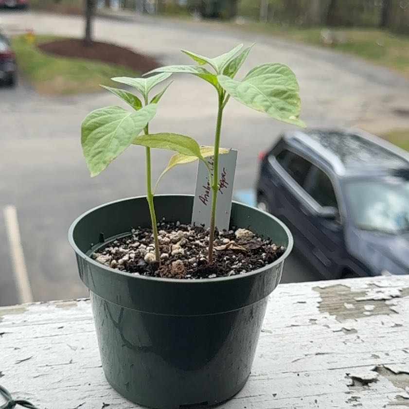 Photo of the plant species Anaheim Pepper by @brich14 named Sproutacus on Greg, the plant care app