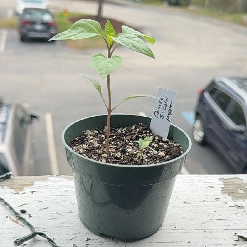 Photo of the plant species Chinese Five Color Pepper by @brich14 named Tupot amaroot on Greg, the plant care app