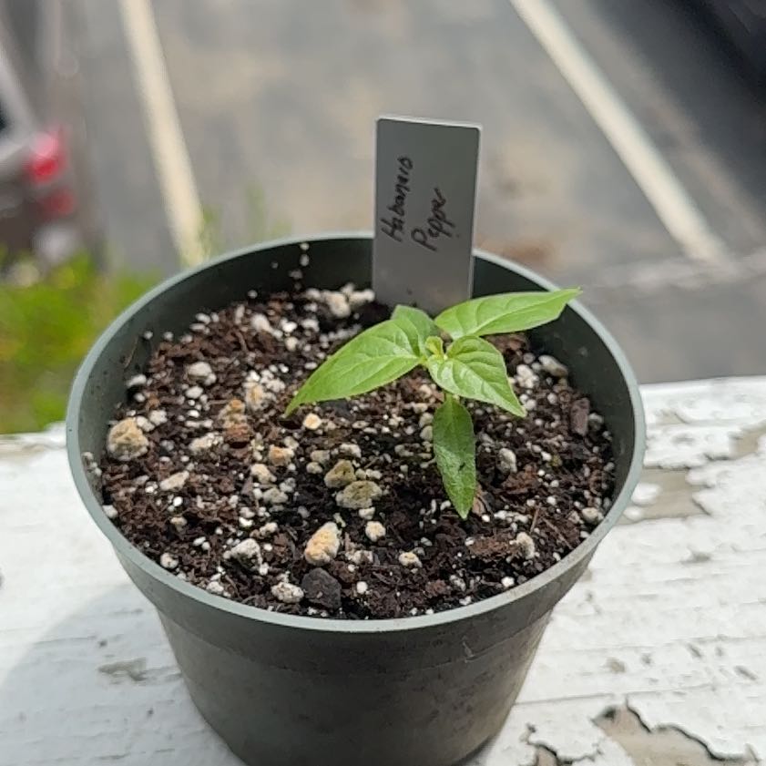 Photo of the plant species Habanero Pepper by @brich14 named Treeyoncé on Greg, the plant care app