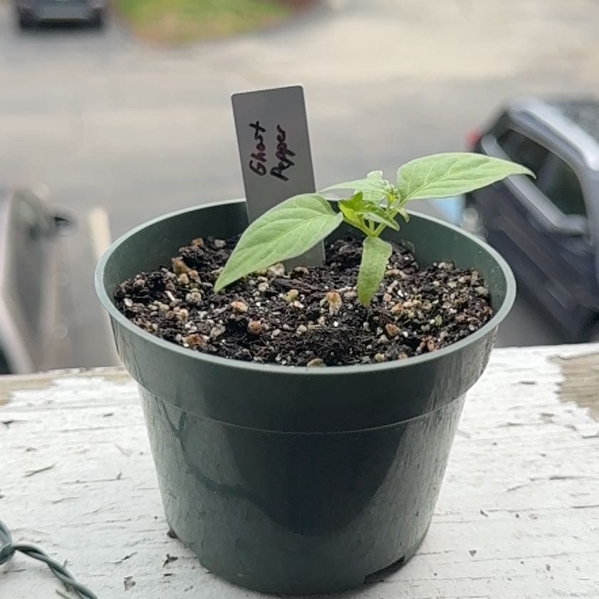 Photo of the plant species Ghost Pepper by @brich14 named Demi on Greg, the plant care app