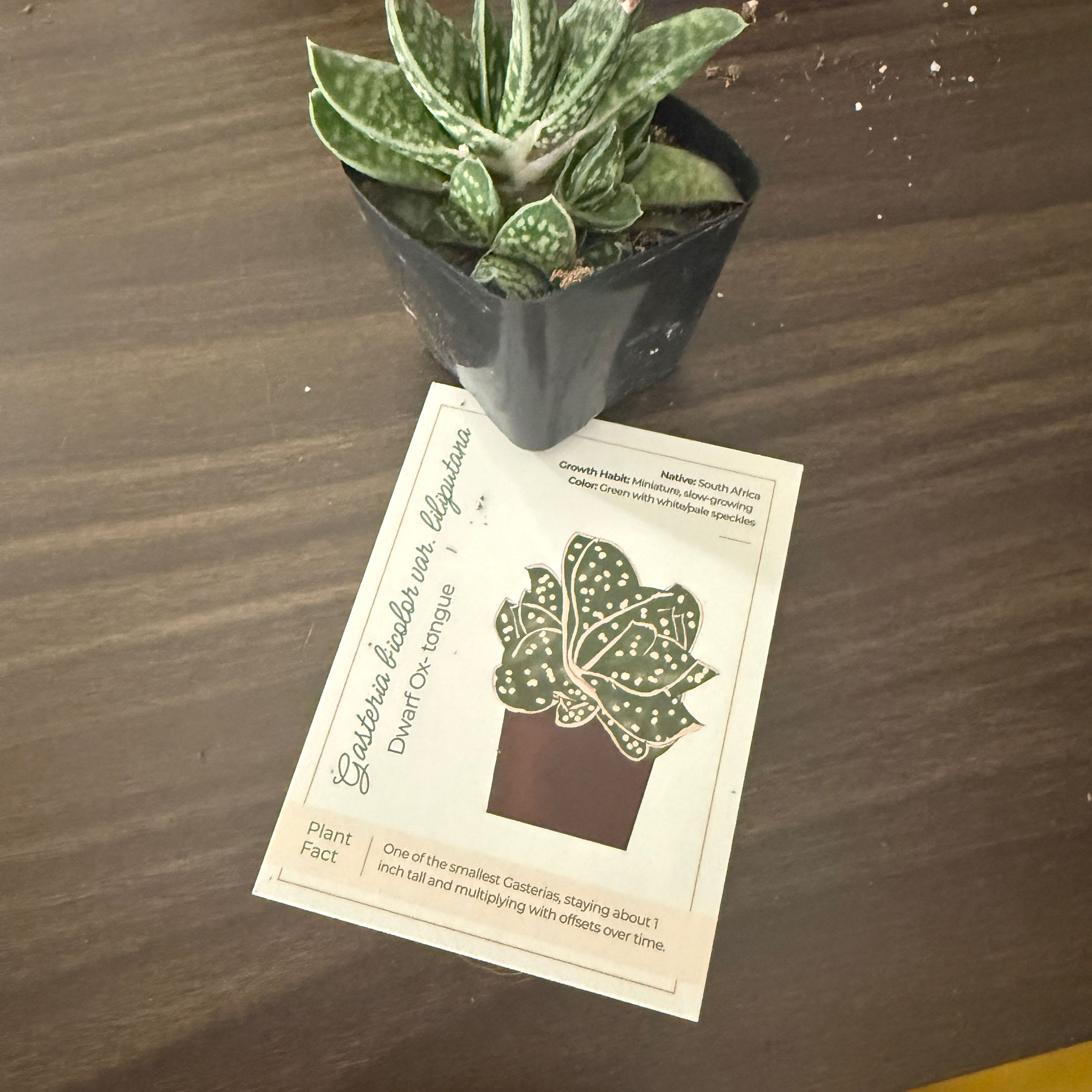 Photo of the plant species Variegated Dwarf Ox Tongue by @brich14 named Diana on Greg, the plant care app