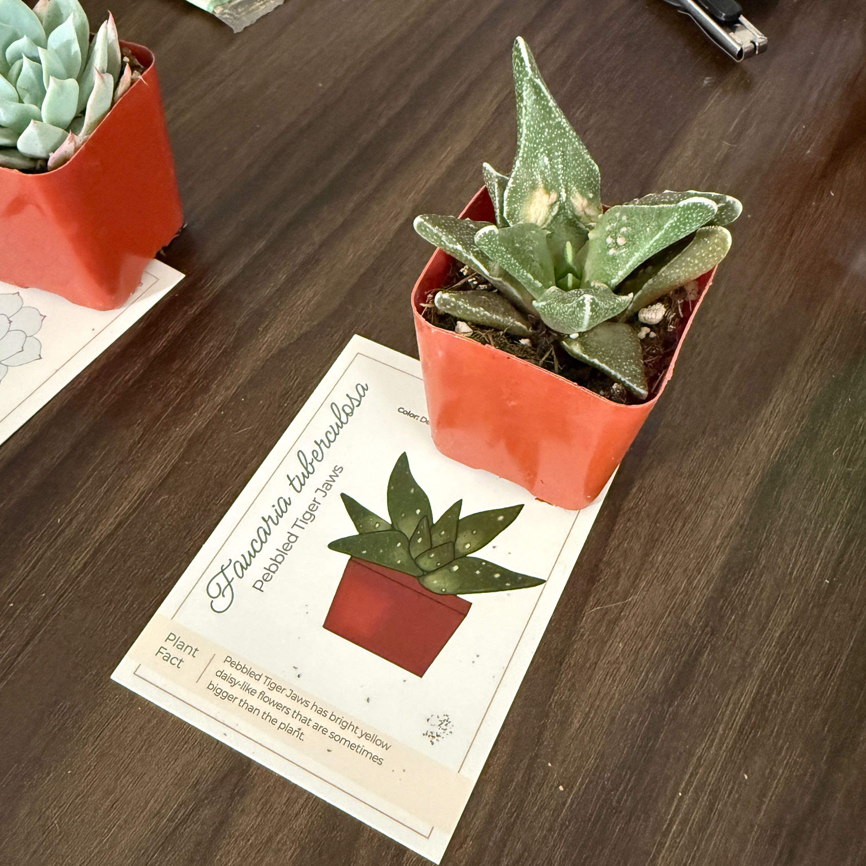 Photo of the plant species Pebbled Tiger Jaws by @brich14 named Bigleef Smalls on Greg, the plant care app