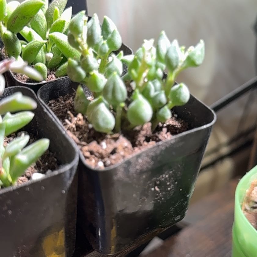Photo of the plant species String of Tears by @brich14 named Sol on Greg, the plant care app