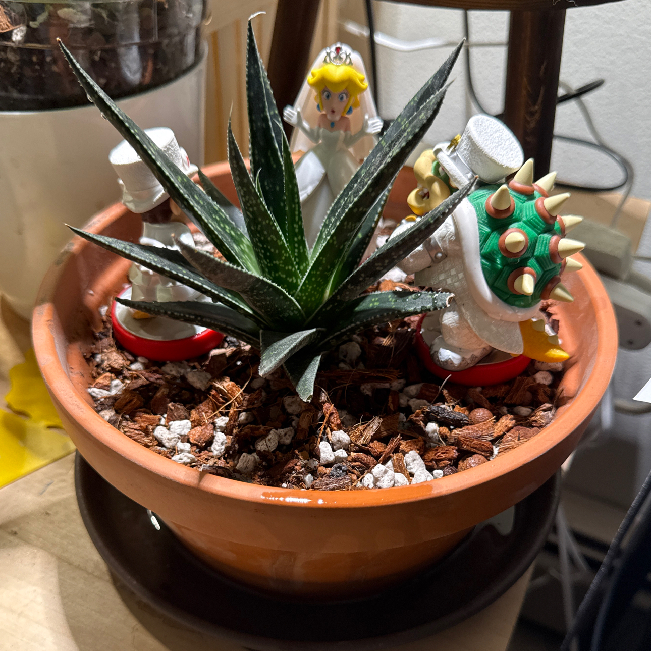 Photo of the plant species Gonialoe 'Tiki Tahi' by @brich14 named Achilles on Greg, the plant care app