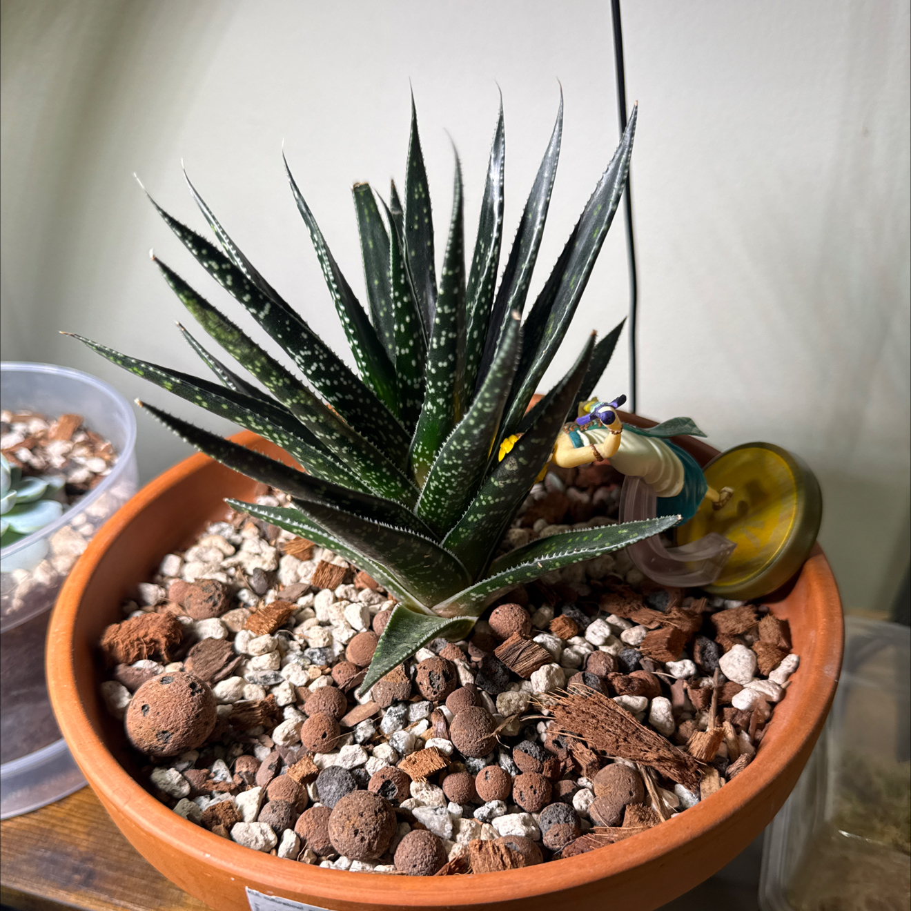 Photo of the plant species Gonialoe 'Tiki Tahi' by @brich14 named Achilles on Greg, the plant care app