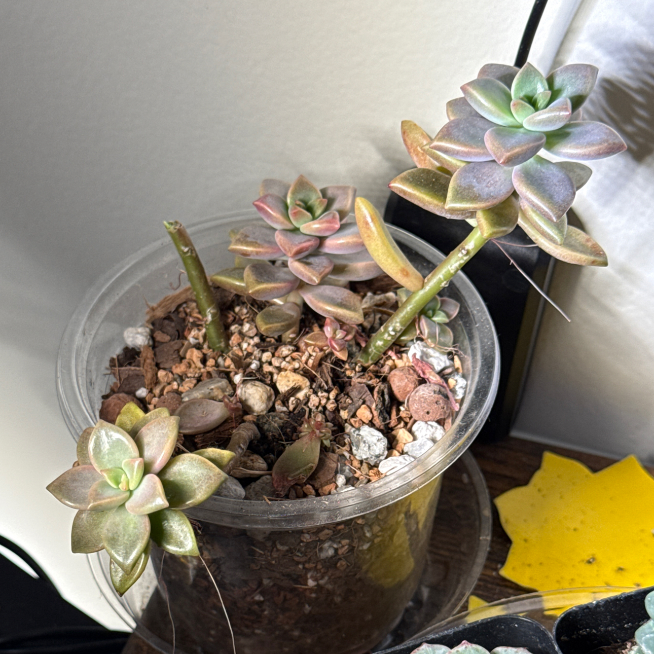 Photo of the plant species Aspen Glow Sedum by @brich14 named Sanders on Greg, the plant care app