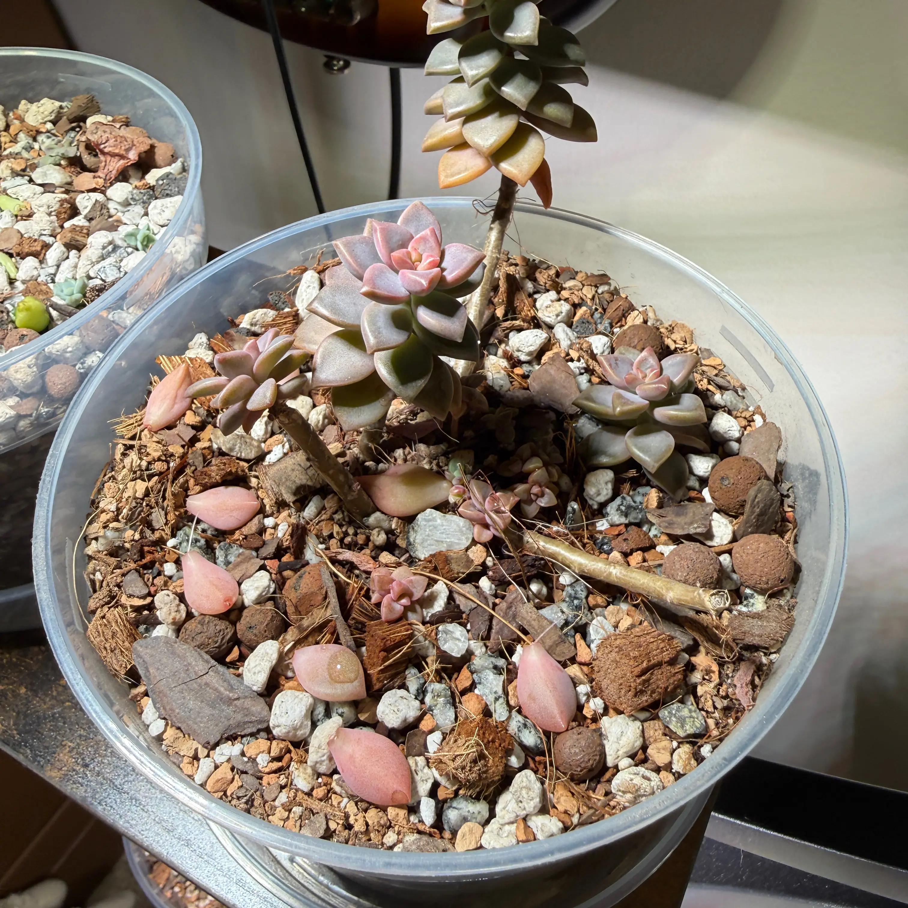 Photo of the plant species Graptosedum 'Alpenglow' by @brich14 named Sanders on Greg, the plant care app
