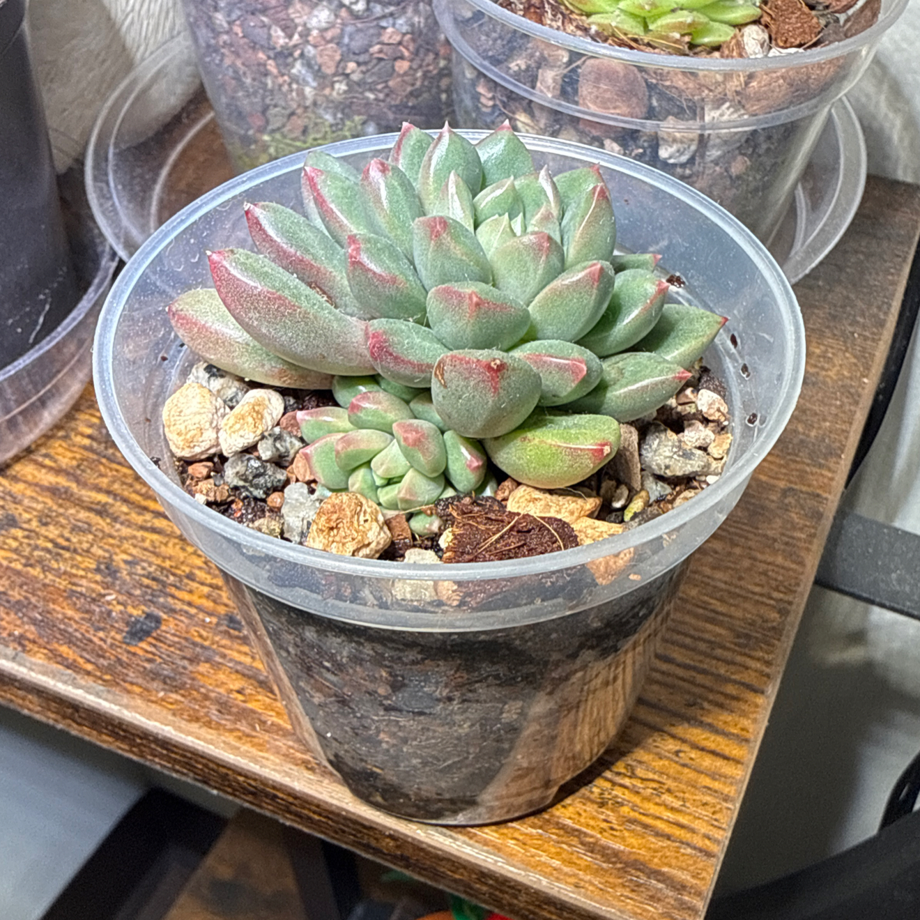 Photo of the plant species Graptoveria 'Bashful™' by @brich14 named Beyonce on Greg, the plant care app