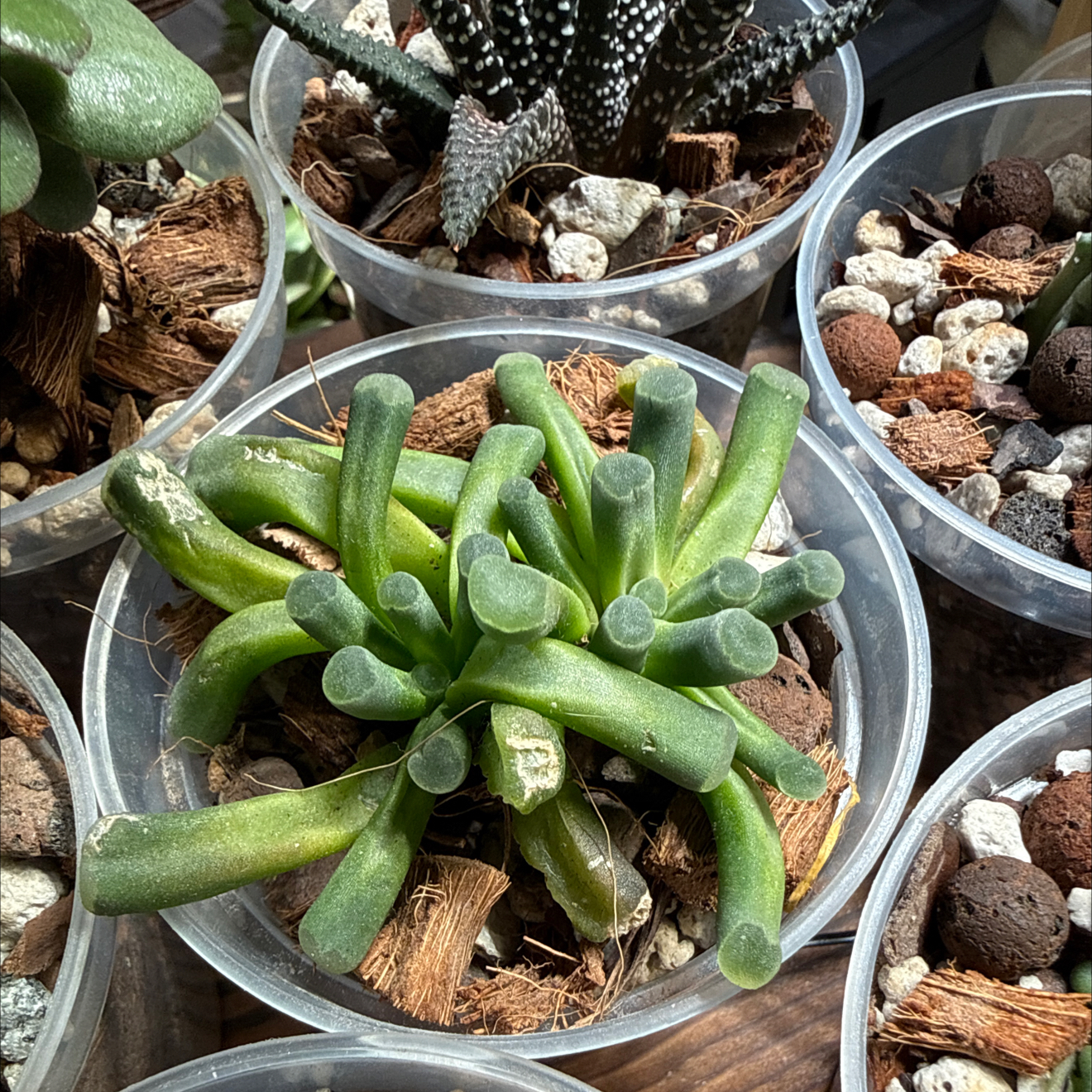 Photo of the plant species Fairy Elephant's Feet by @brich14 named Nemo on Greg, the plant care app