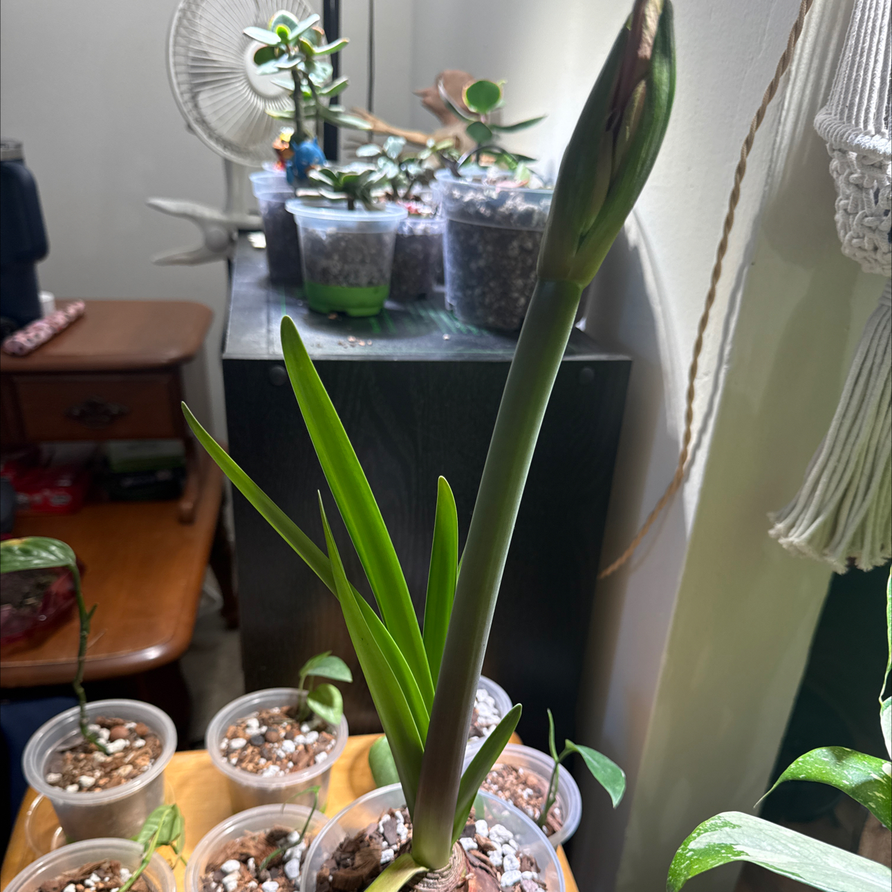 Photo of the plant species Amaryllis by @brich14 named Madonna on Greg, the plant care app