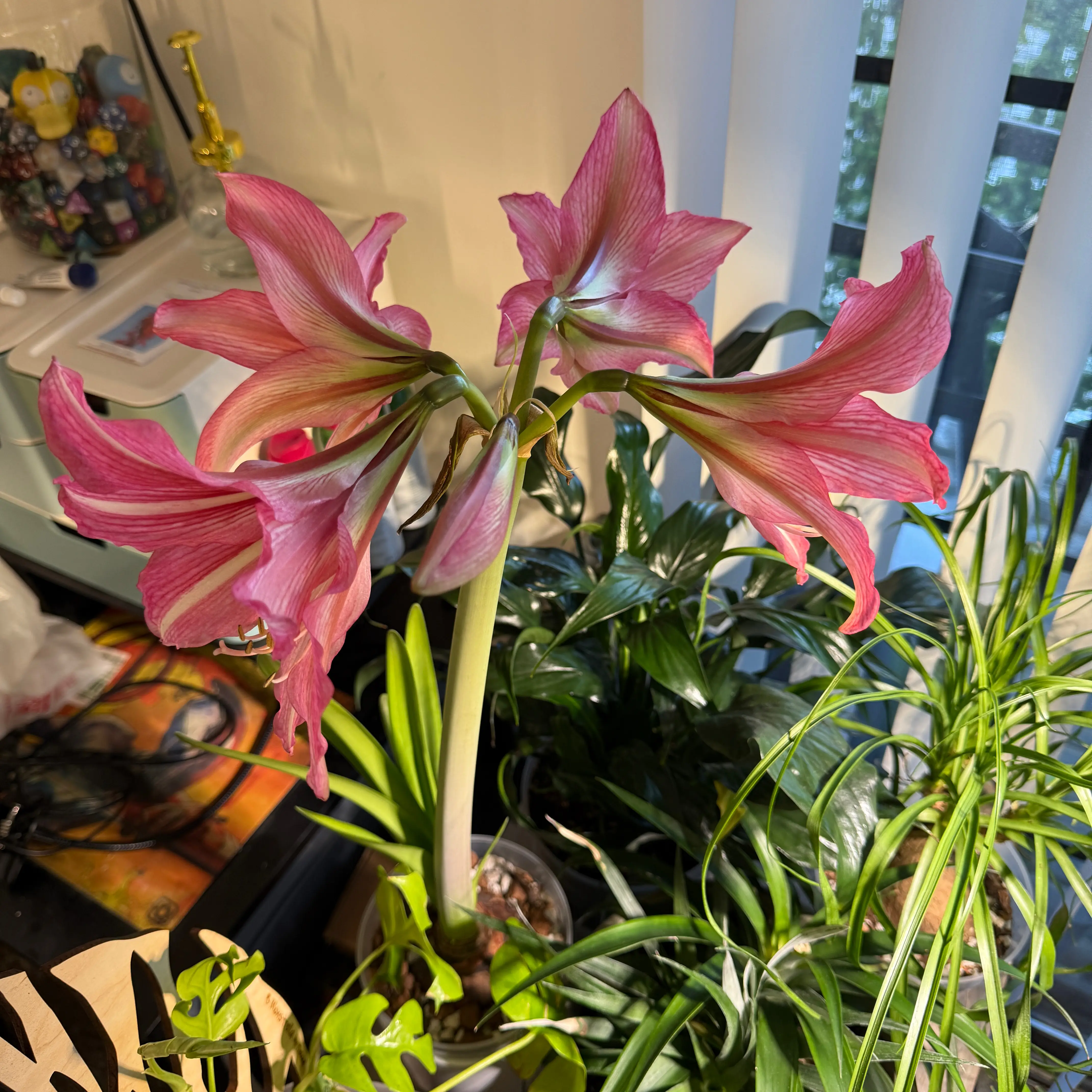 Photo of the plant species Amaryllis by @brich14 named Madonna on Greg, the plant care app