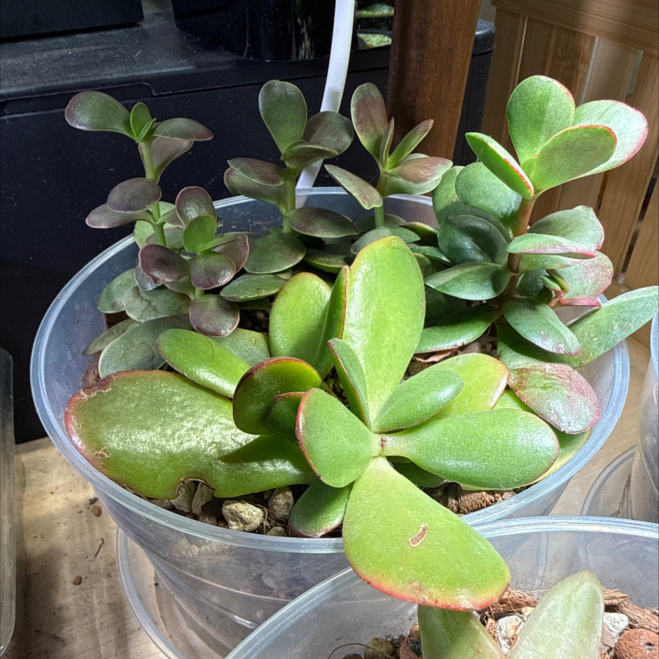 Photo of the plant species Red Carpet Crassula by @brich14 named Winston on Greg, the plant care app