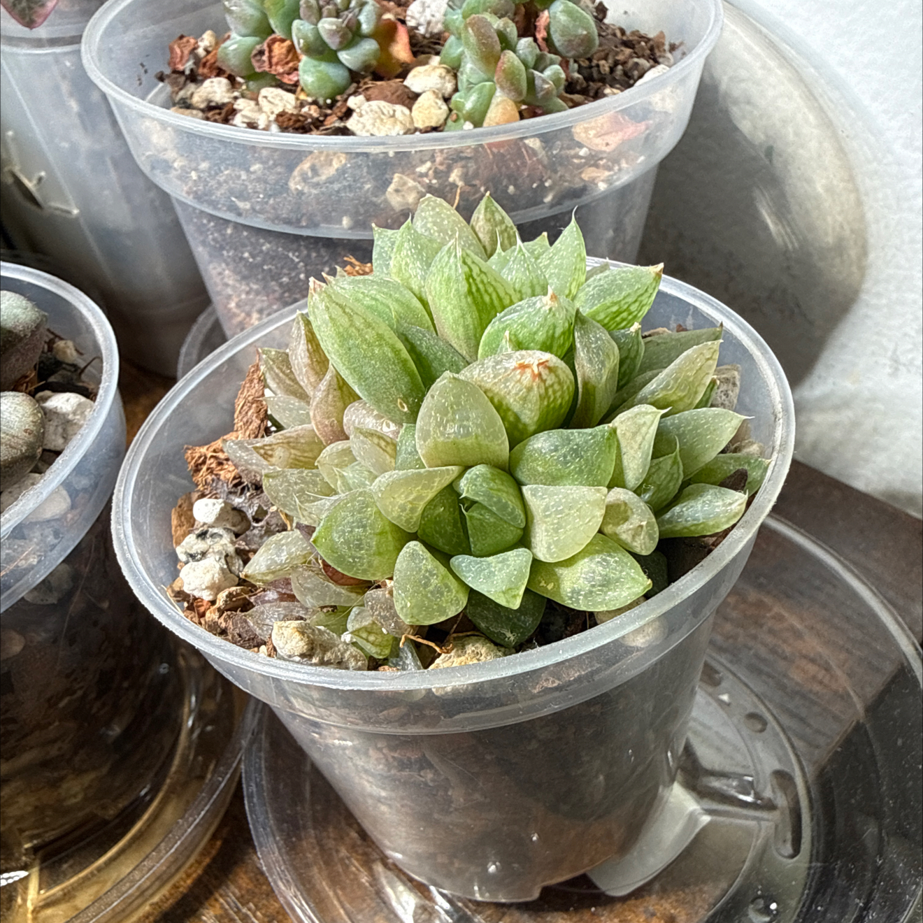 Photo of the plant species Windowpane Plant by @brich14 named Ronaldo on Greg, the plant care app