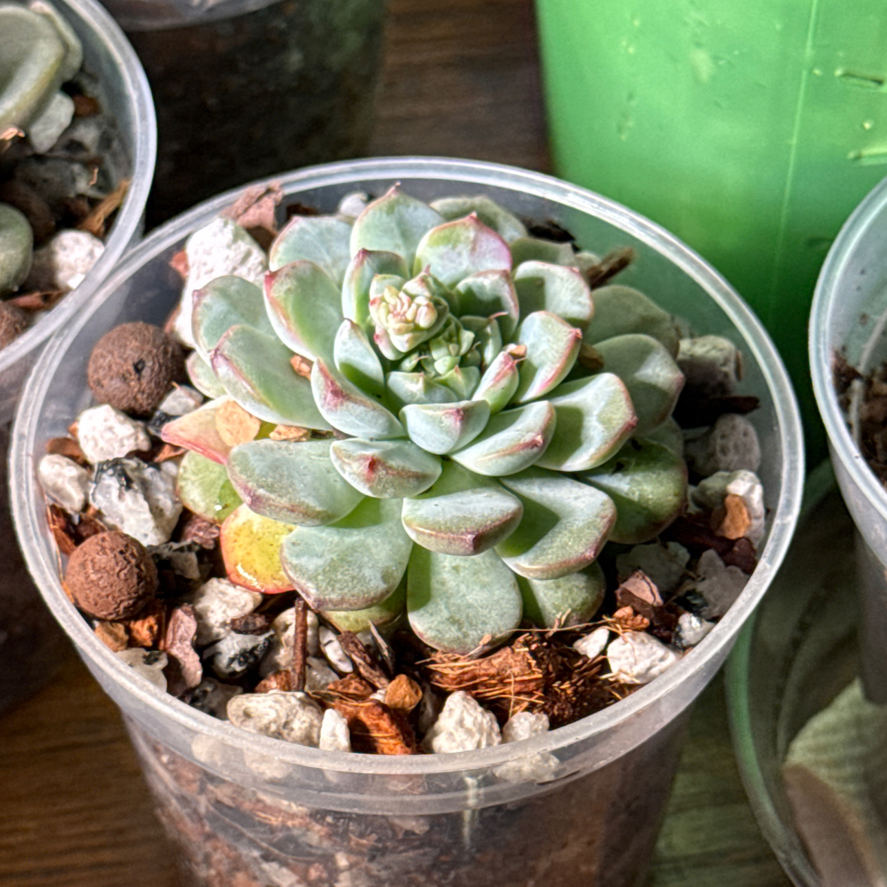Photo of the plant species Miniature Echeveria  by @brich14 named Lola on Greg, the plant care app