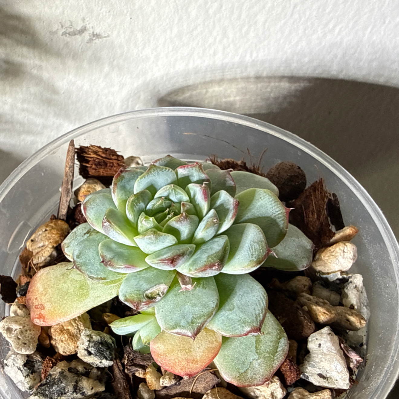 Photo of the plant species Miniature Echeveria  by @brich14 named Lola on Greg, the plant care app