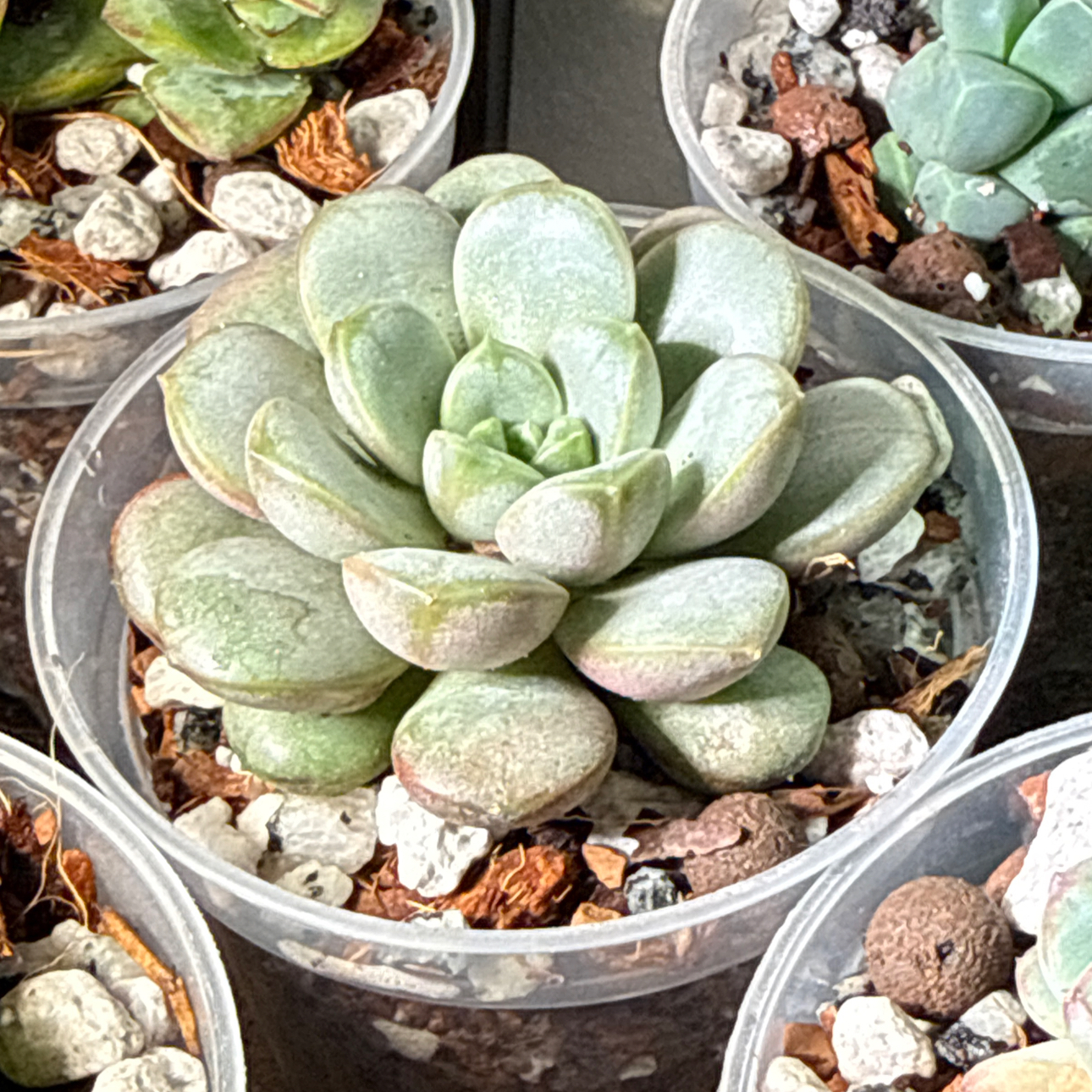 Photo of the plant species Graptoveria 'Amethorum' by @brich14 named Sigmund on Greg, the plant care app