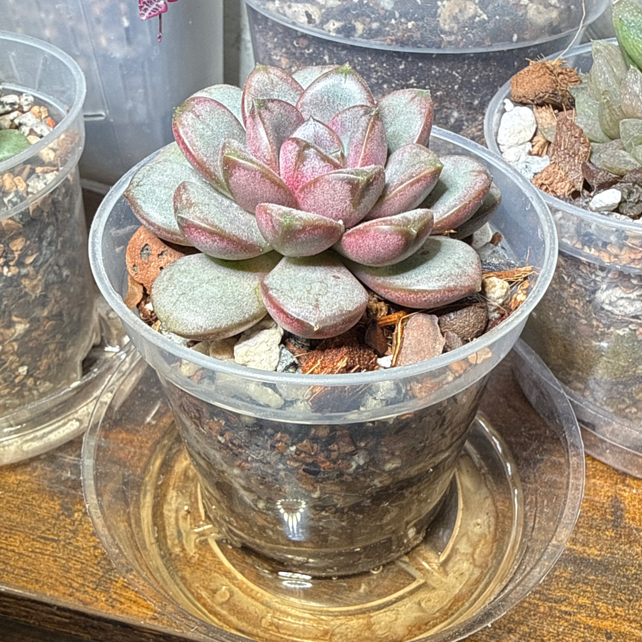 Photo of the plant species Graptoveria 'Amethorum' by @brich14 named Sigmund on Greg, the plant care app