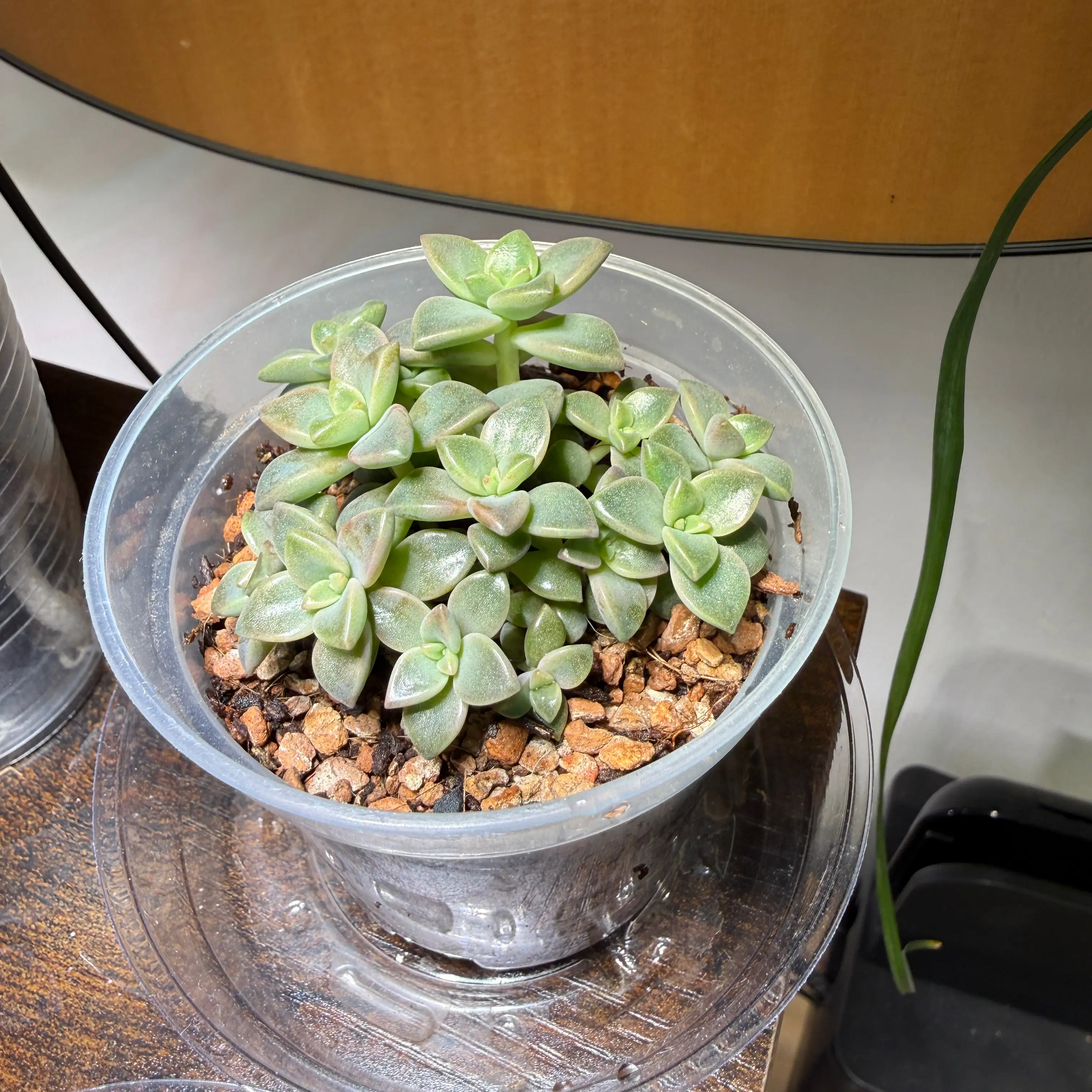 Photo of the plant species Graptosedum 'Alpenglow' by @brich14 named Surya on Greg, the plant care app