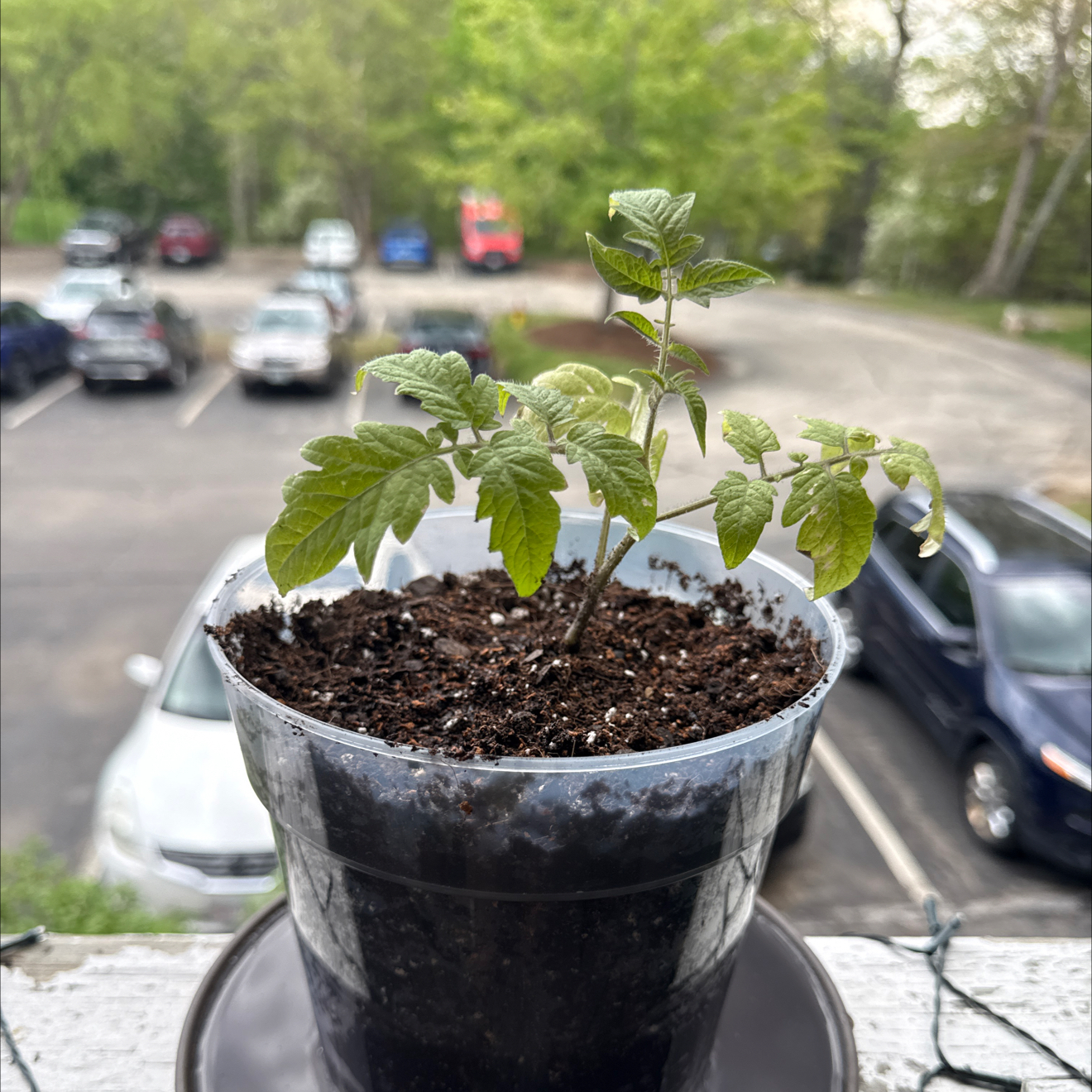 Photo of the plant species Beefsteak Tomato by @brich14 named Hamilton on Greg, the plant care app