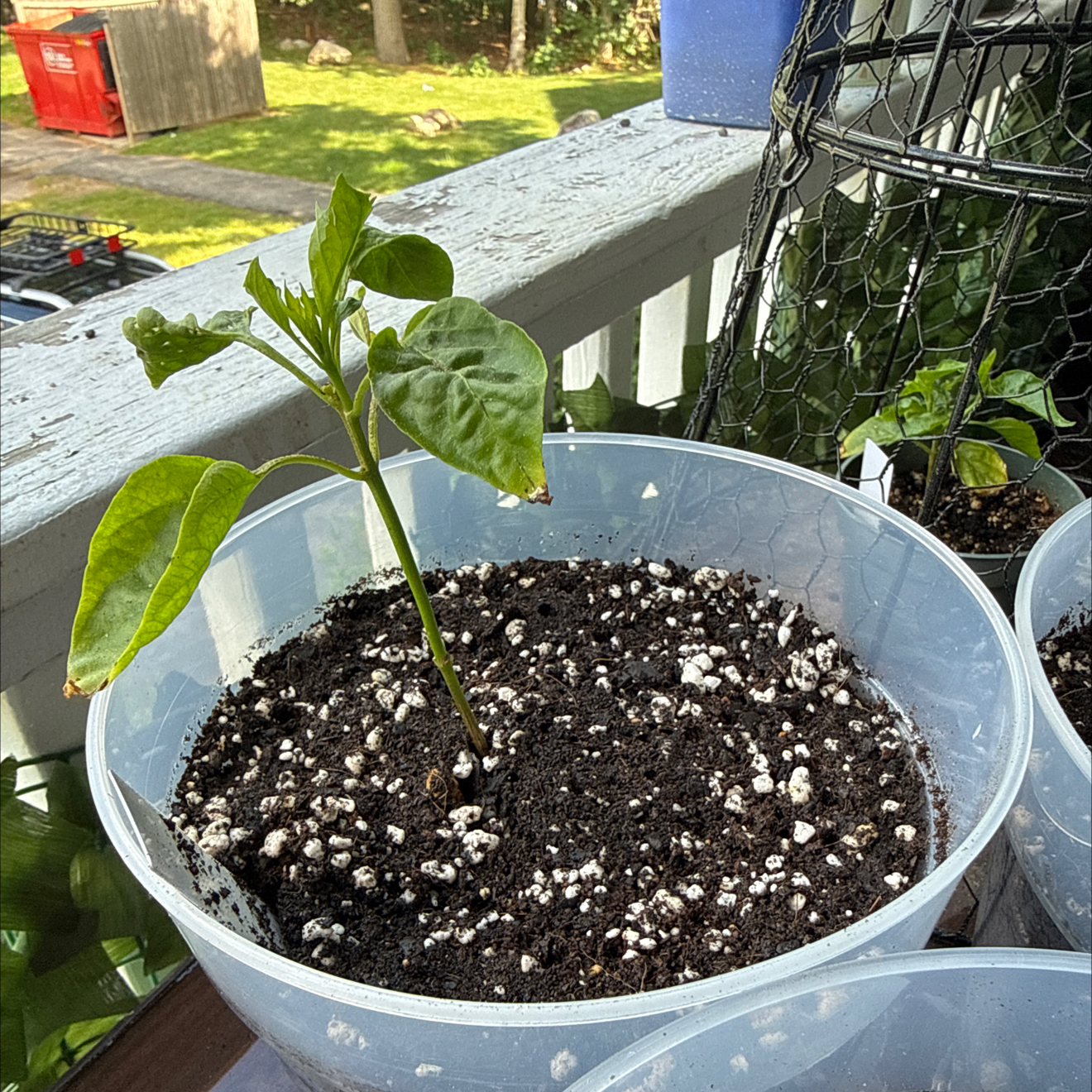 Photo of the plant species Anaheim Pepper by @brich14 named Sproutacus on Greg, the plant care app