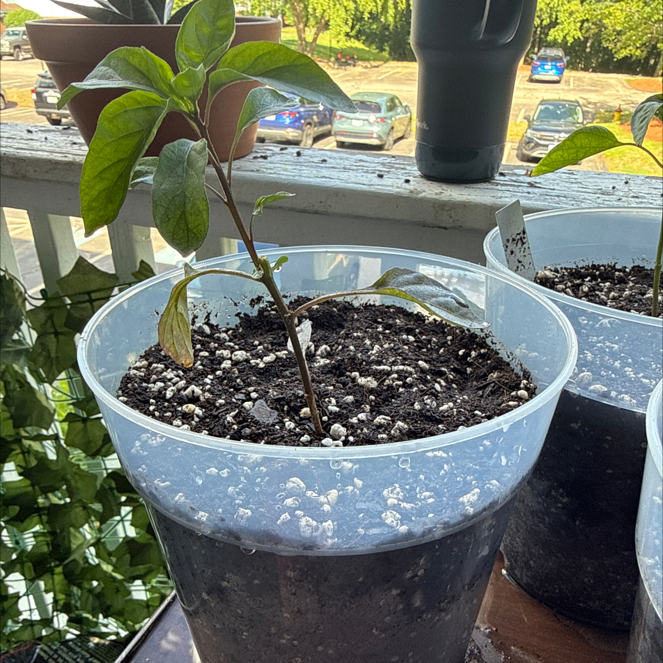 Photo of the plant species Chinese Five Color Pepper by @brich14 named Tupot amaroot on Greg, the plant care app