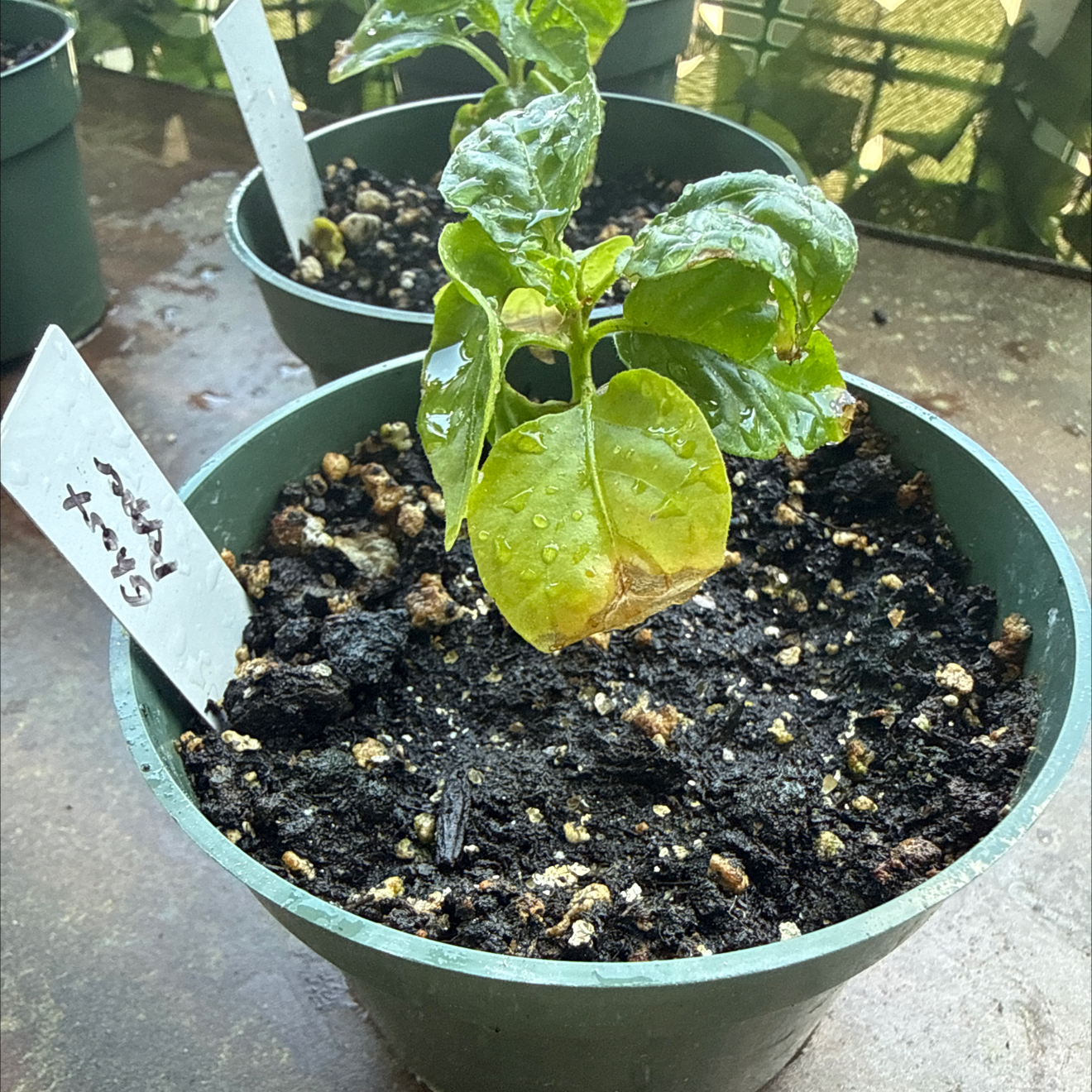 Photo of the plant species Bhut Jolokia by @brich14 named Demi on Greg, the plant care app