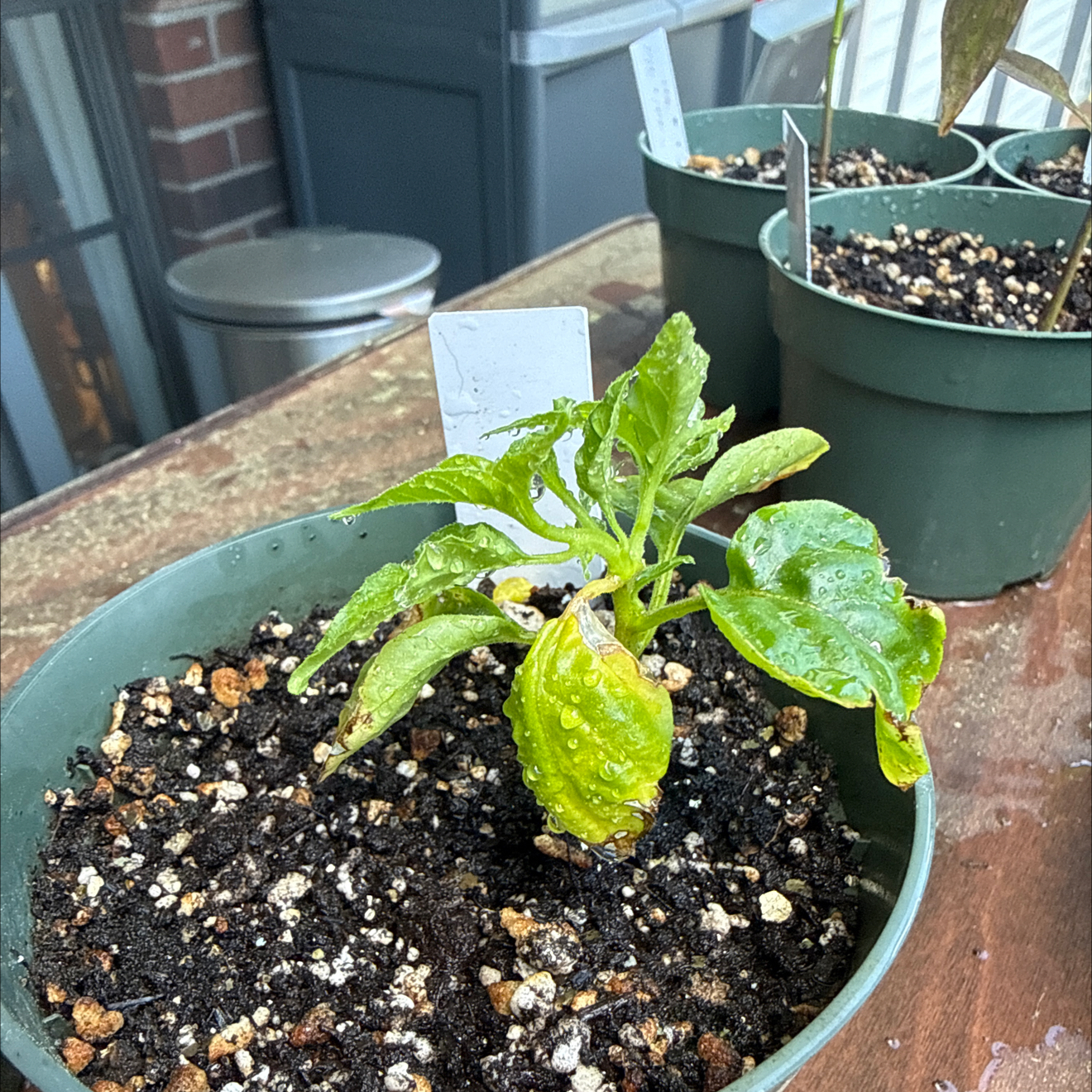 Photo of the plant species Habanero Pepper by @brich14 named Treeyoncé on Greg, the plant care app