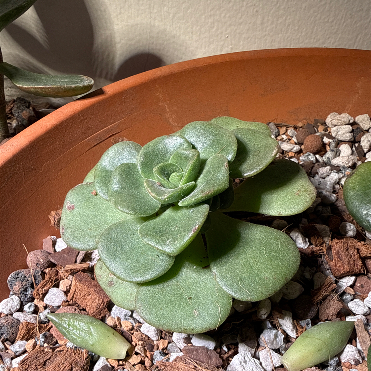 Photo of the plant species Aeonium 'Lily Pad' by @brich14 named LiloStitch on Greg, the plant care app