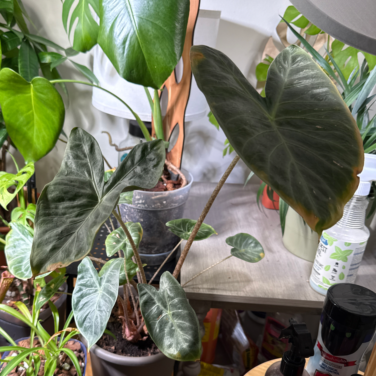 Photo of the plant species Alocacia Fornicata by @brich14 named Tolkien on Greg, the plant care app