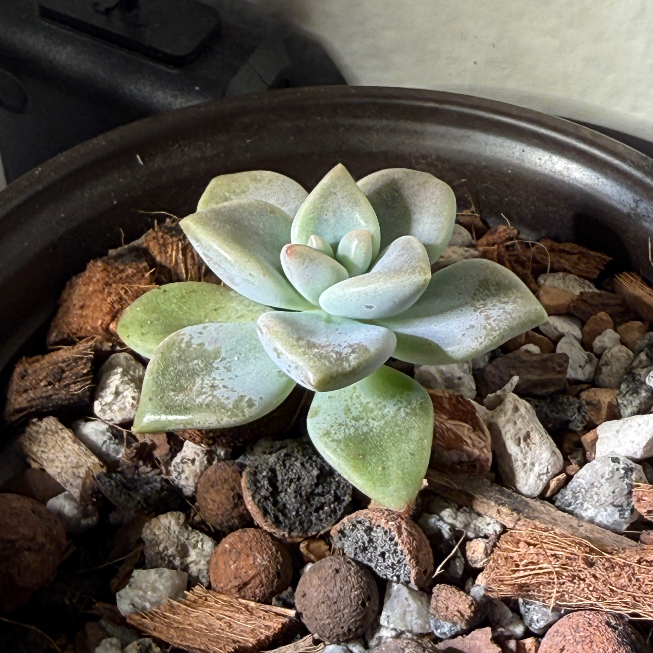 Photo of the plant species Variegated Ghost Plant by @brich14 named Keanu Leaves on Greg, the plant care app
