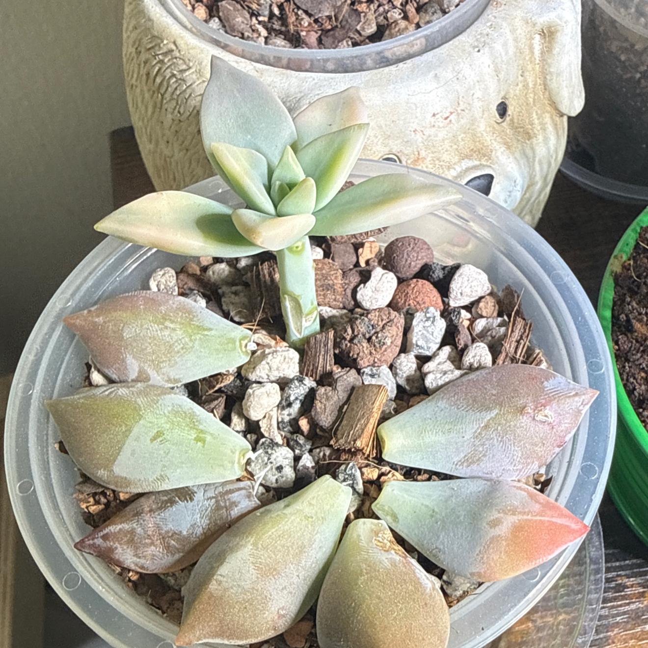 Photo of the plant species Variegated Ghost Plant by @brich14 named Keanu Leaves on Greg, the plant care app