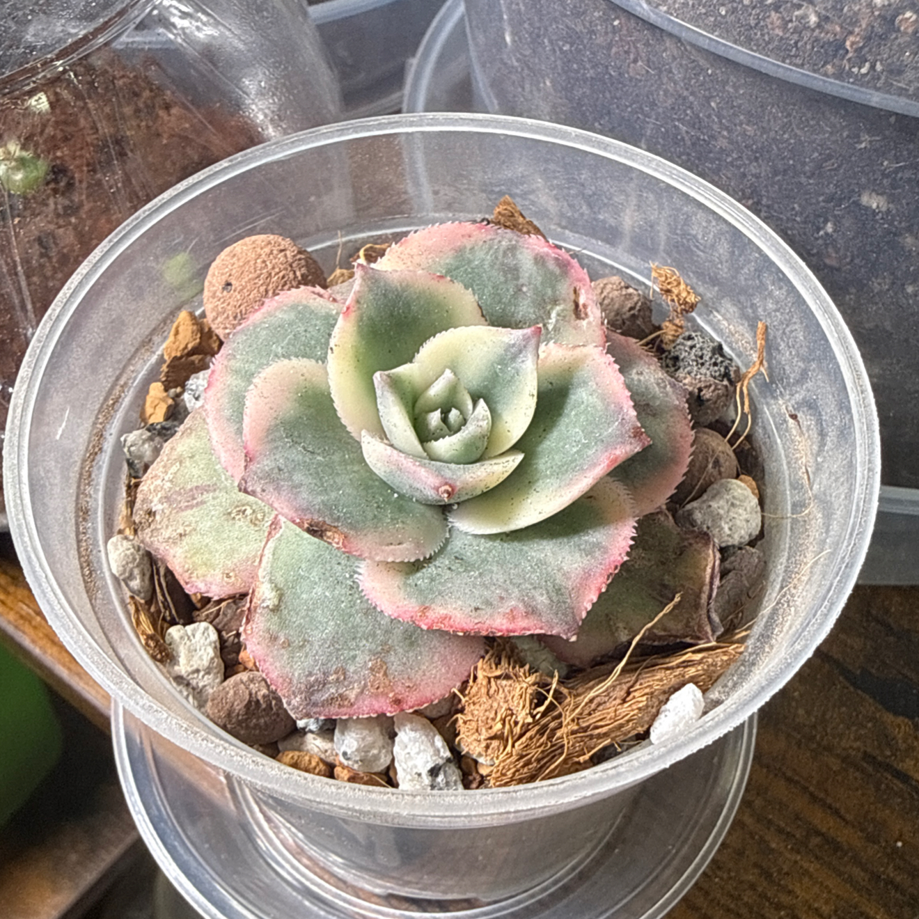 Photo of the plant species Sunburst Aeonium by @brich14 named Pax on Greg, the plant care app