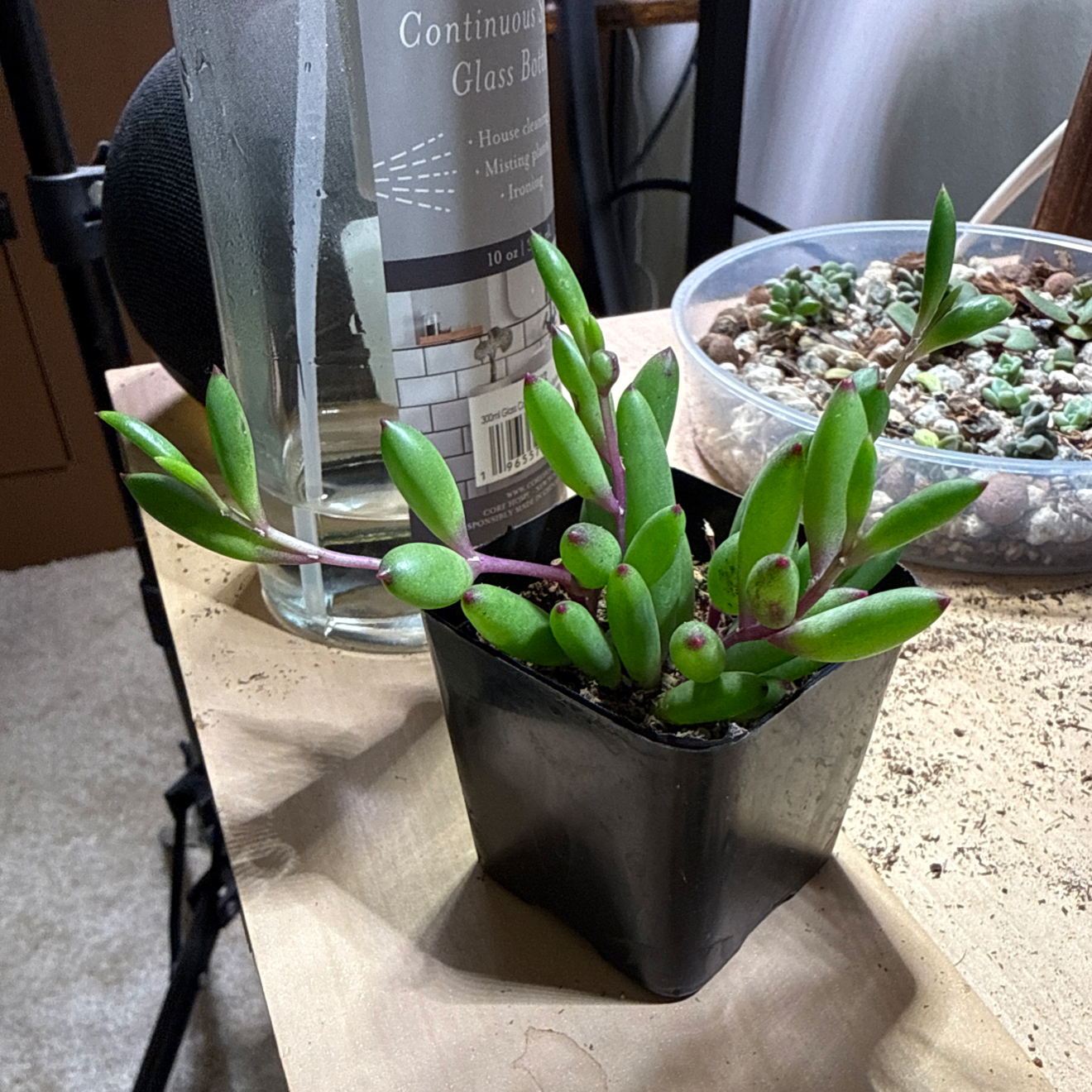 Photo of the plant species String of Rubies by @brich14 named Delilah on Greg, the plant care app
