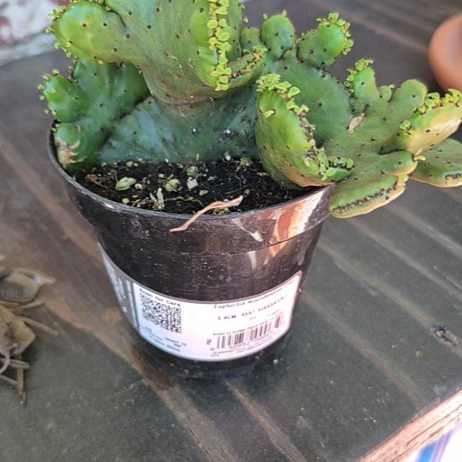 Photo of the plant species Euphorbia leucodendron f. cristata by @ApprovingRuby62 named Nott Lettuce on Greg, the plant care app