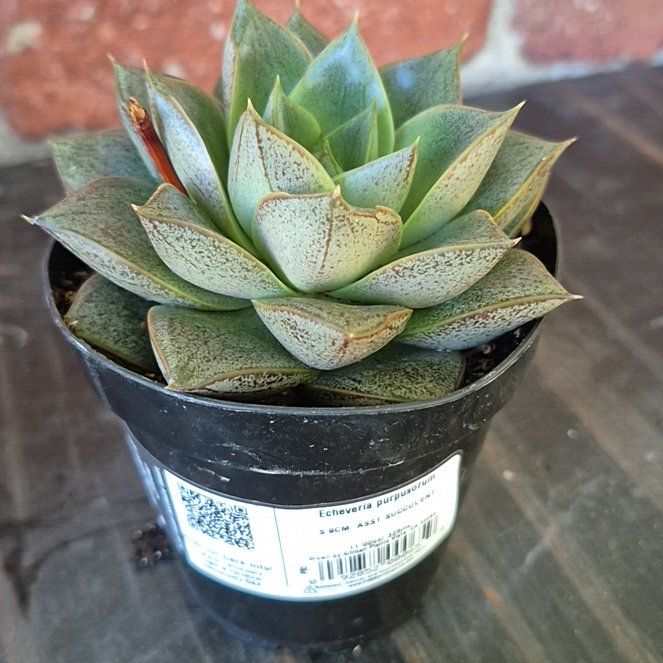 Photo of the plant species Echeveria purpusorum by @ApprovingRuby62 named Sir Plancelot on Greg, the plant care app