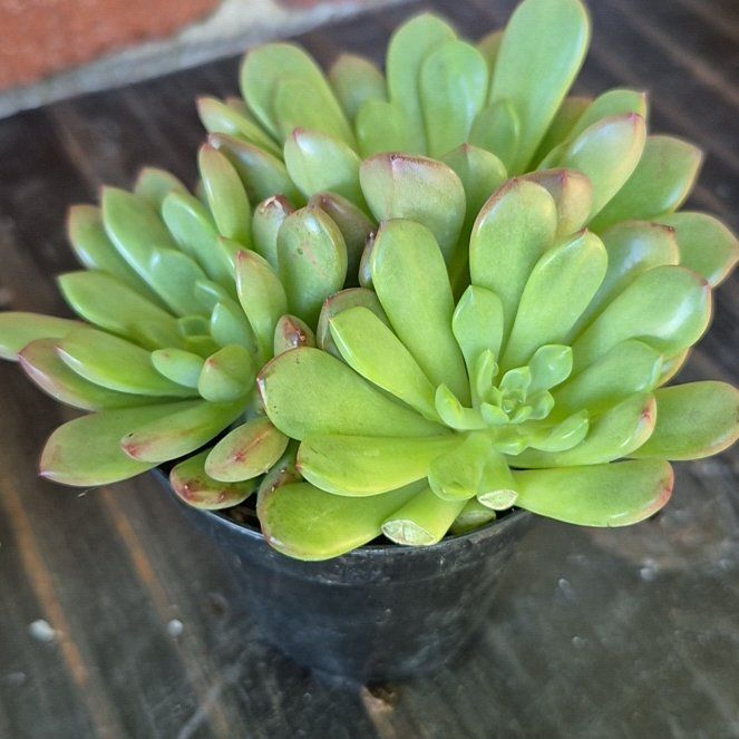 Photo of the plant species Graptoveria 'Bashful™' by @ApprovingRuby62 named Bashful Grapes on Greg, the plant care app