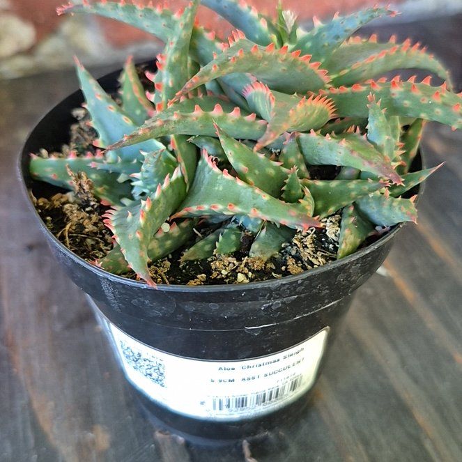 Photo of the plant species Aloe 'Christmas Sleigh' by @ApprovingRuby62 named New Favorite One on Greg, the plant care app