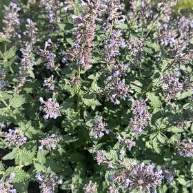 Photo of the plant species Nepeta 'Purple Cat' by @PetSedge69 named Meow Meow on Greg, the plant care app