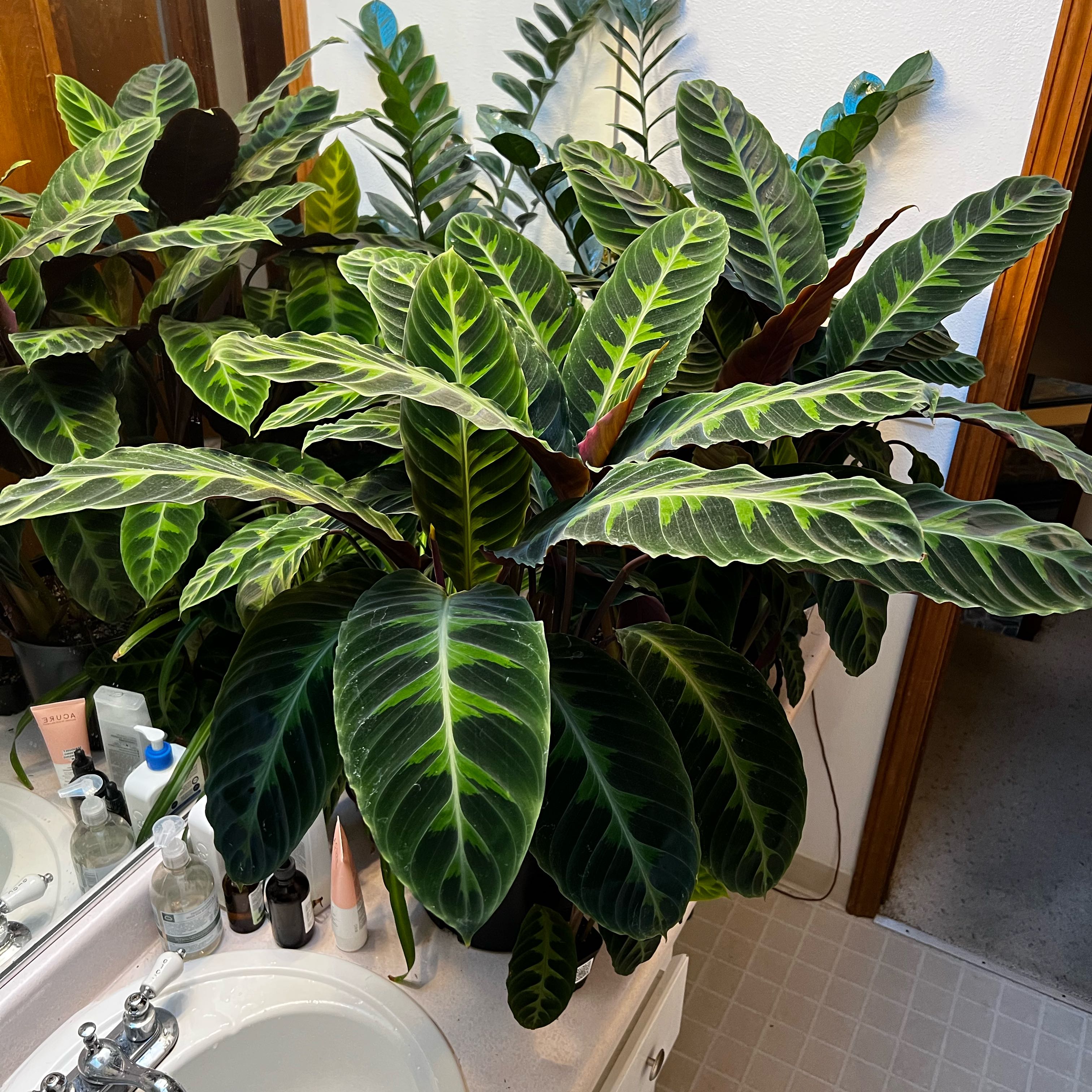 Photo of the plant species Zebra Calethea by @UltraBuroak23 named Austen on Greg, the plant care app