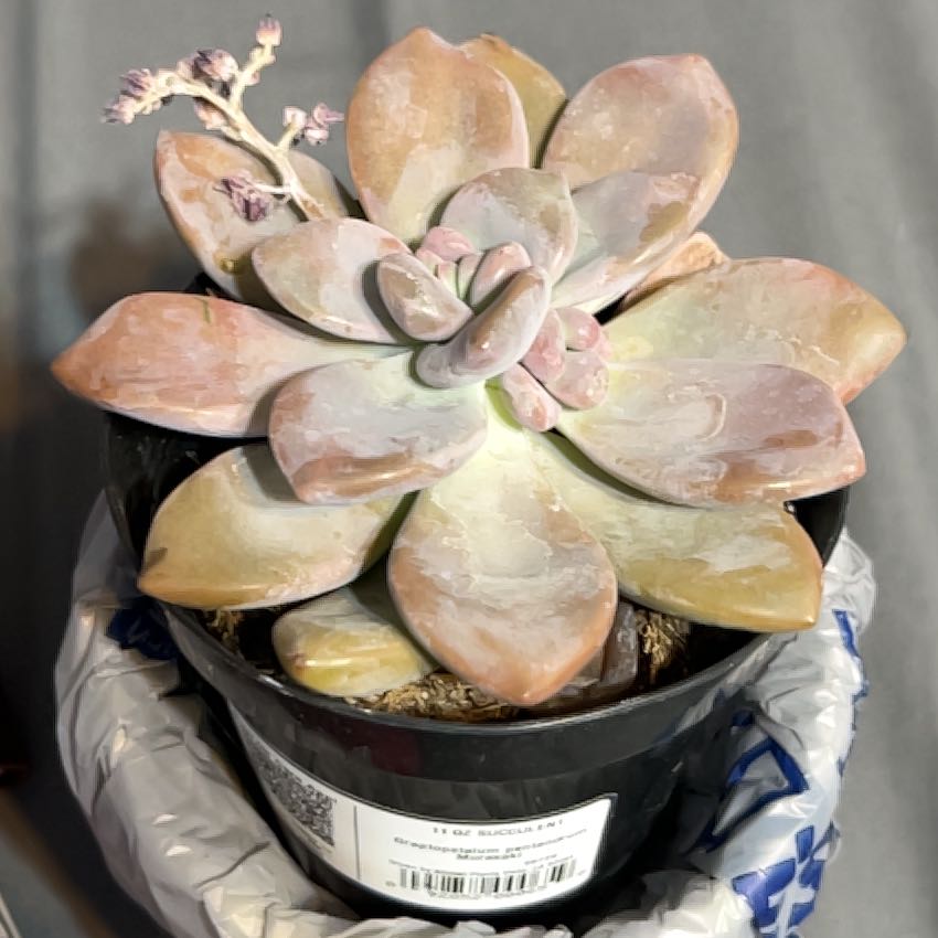 Photo of the plant species Graptopetalum pentandrum 'Murasaki' by @ErisGoobs named Quinton on Greg, the plant care app