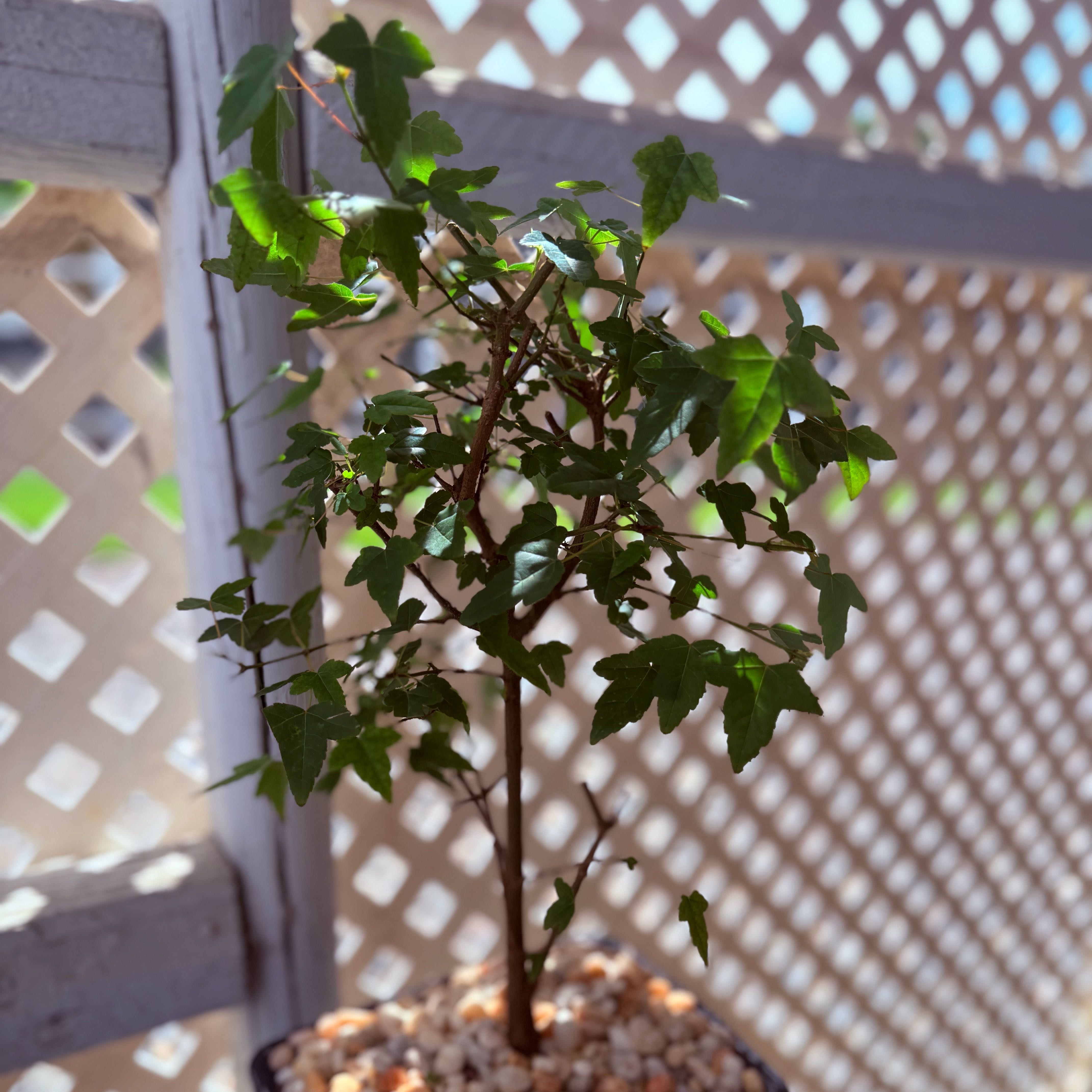Photo of the plant species Trident maple by @CuriousBushhoya named Nimbus on Greg, the plant care app