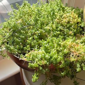 Photo of the plant species Tokyo Sun Stonecrop by @TryHautree93 named Lying Cactus on Greg, the plant care app