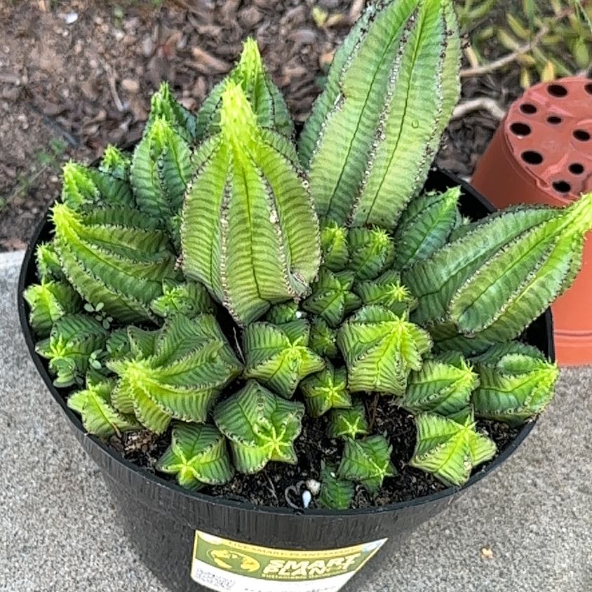 Photo of the plant species Tanzanian Zipper Plant by @Kidrosey named Dolores on Greg, the plant care app