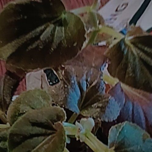Photo of the plant species Cocktail Vodka Begonia by @HipSnowdrop63 named Sonja on Greg, the plant care app