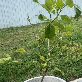Photo of the plant species Mexican Key Lime Tree by @Sunshinesabs2 named Fernie Mercury on Greg, the plant care app