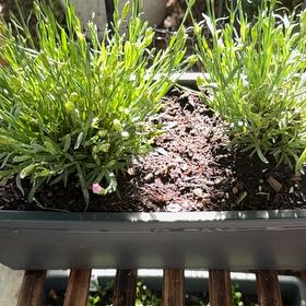 Photo of the plant species Dianthus 'Pink Kisses' by @Lexi3576 named Luna on Greg, the plant care app