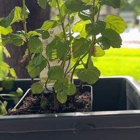 Photo of the plant species Orange Mint by @Lexi3576 named Bigleef Smalls on Greg, the plant care app