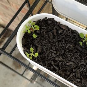 Photo of the plant species Sage by @Lexi3576 named Mollie on Greg, the plant care app