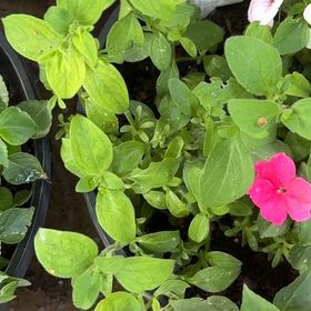 Photo of the plant species Supertunia by @Lexi3576 named Kardashian on Greg, the plant care app